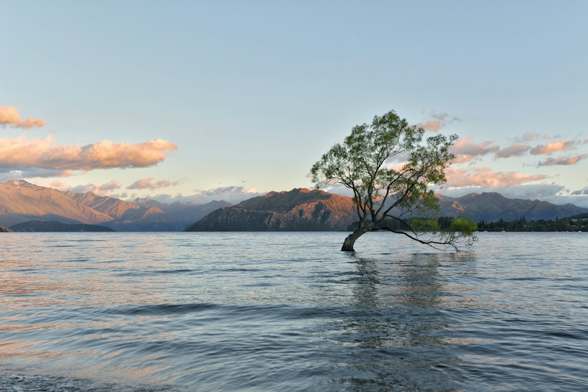 A lone willow tree standing in Lake Wānaka at sunrise