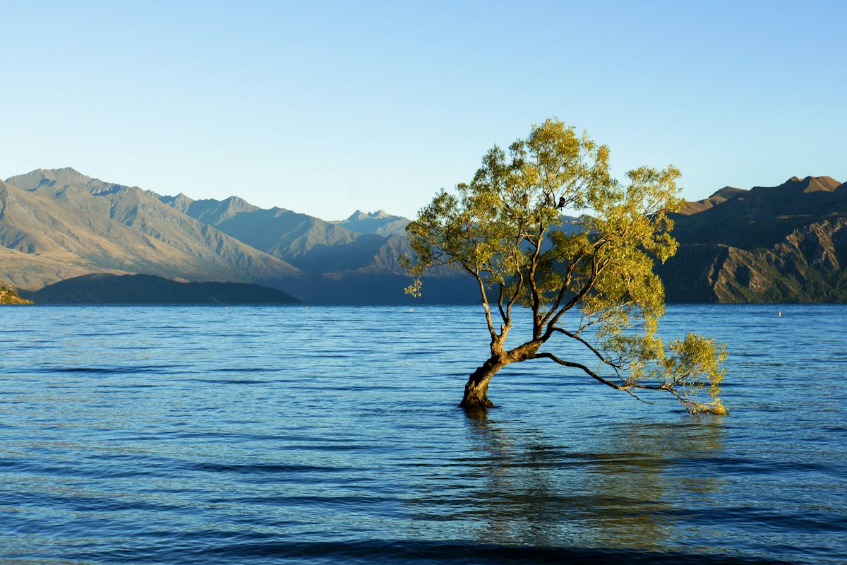 A lone willow tree growing in the water of Lake Wānaka with mountains behind
